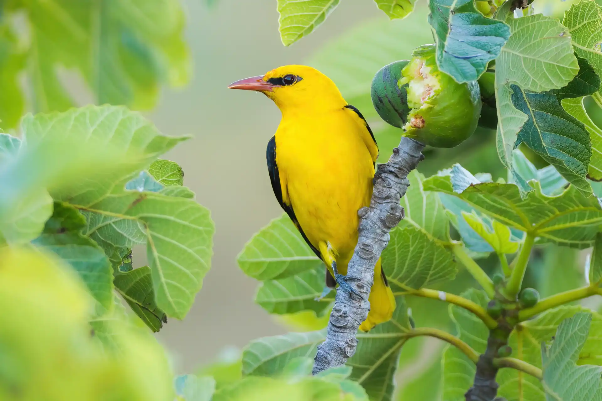 Eurasian Golden Oriole